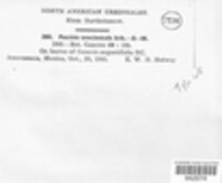 Puccinia senecionicola image